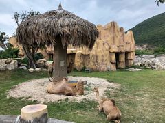 -芽庄珍珠岛游乐园