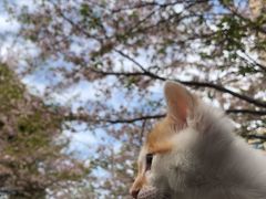 -高东镇樱花园