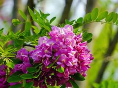 -永定河休闲森林公园