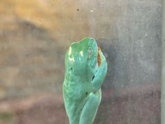 -阿提斯皇家动物园