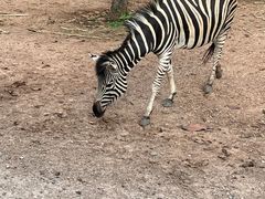 -清迈夜间动物园