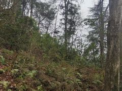 -黔灵山公园