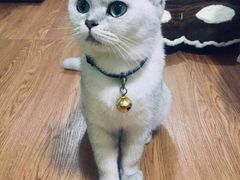 -李小姐の猫咖啡馆(五角场店)