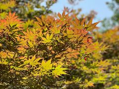 -重元寺香积厨素斋馆