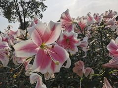 -花博汇(知音花月夜)