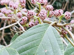 -西双版纳基诺山寨