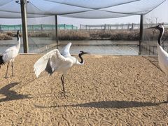 -盐城丹顶鹤湿地生态旅游区