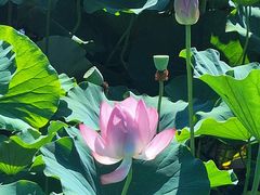 -羊亭河湿地公园