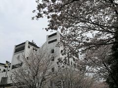 -武汉大学-樱园