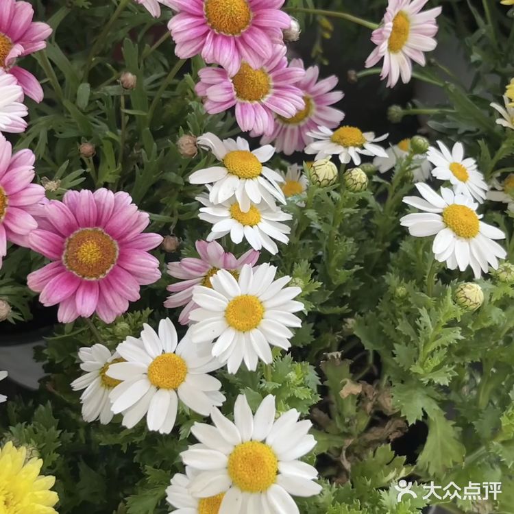 春天的正确打开方式（桑葚是个宝）！