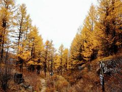 -阿尔山市大兴安岭奥伦布坎景区
