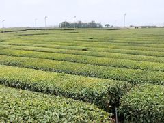 -雪绿茶博物馆