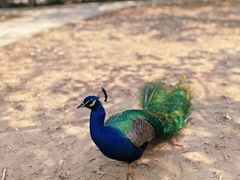 -北京麋鹿生态实验中心