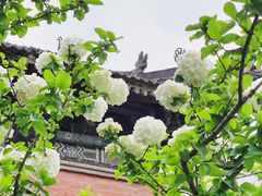 -西安大兴善寺