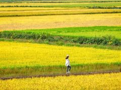 -千年银杏谷文化旅游区