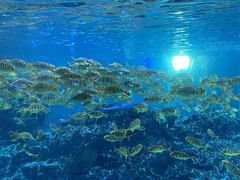 -海合安成都极地海洋公园