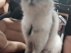 -安安宠医·安宠宠物医院