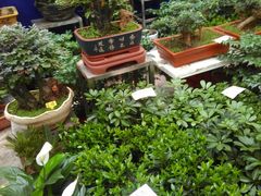 -秦美花卉(天朗·莱茵小城2期店)