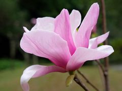 -深圳国际园林花卉博览园