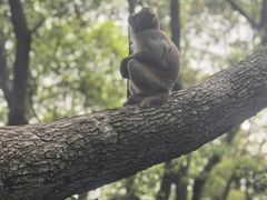 -苏州上方山国家森林公园