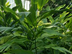 -国家植物园南园