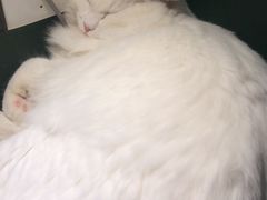 -猫儿山۰猫主题餐厅