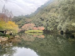 -龙井村