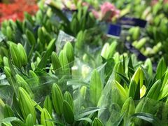 -双季花艺园艺市场(浦东店)