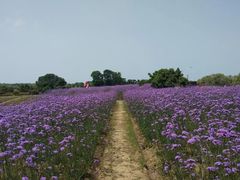 -西京湾花海