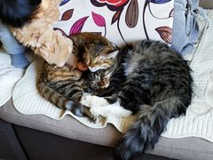 -瑞派·关忠动物医院·猫专科·犬专科(三环新城店)