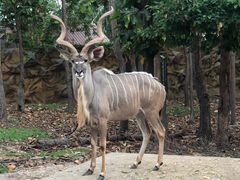 -清迈夜间动物园