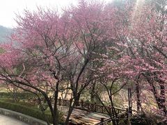 -桃花岭景区