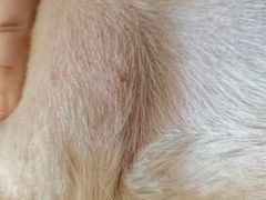 -帕帕拉兹宠物(亚洲旗舰店)