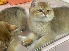 -FAELING PETS美天灵宠物(富力广场店)