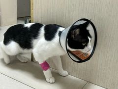 -宠颐生汉谟拉比宠物医院