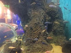 -石家庄海洋公园