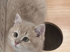 -袖虎·猫馆(体育西路店)