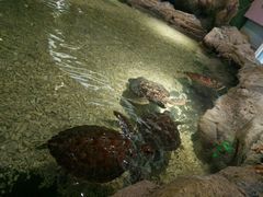 -绍兴梦享海洋公园