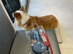 -关爱宠物医院·猫科中心·消化科(滨湖万达分院)