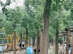-上海滨江森林公园