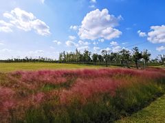 -春花秋色城市公园