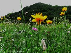-白草畔自然风景区