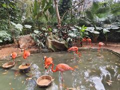 -海南热带野生动植物园