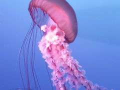 -太平洋海底世界