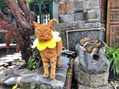 -喵屿·大理花园猫咖