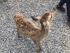 -鹿境梅花鹿生态园区