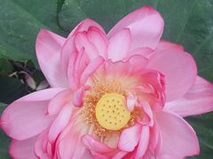 -陈家山荷花公园