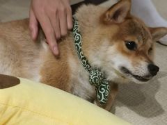 -逗柴咖啡屋·狗咖猫咖宠物桌游