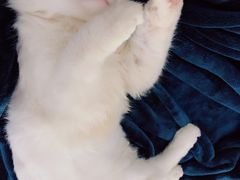 -十年猫舍·猫咪专门店(普陀店)