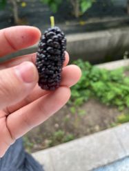 -太湖雪蚕桑文化园